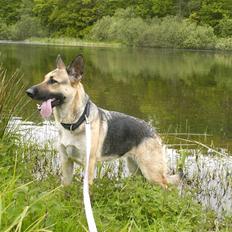 Schæferhund Maja <3