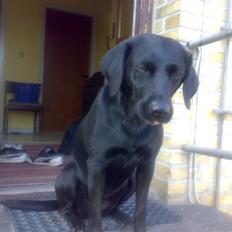 Labrador retriever Formel 1 - Bonnie 