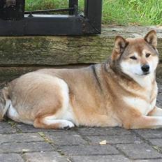 Shiba Shipsen