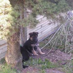 Schæferhund Rex (Enzo)