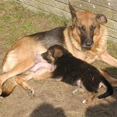 Schæferhund Rex (Enzo)
