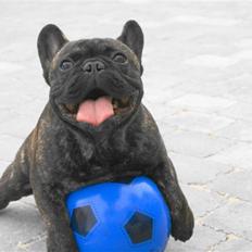 Fransk bulldog Sophus