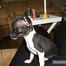 Chihuahua Chanel R.I.P