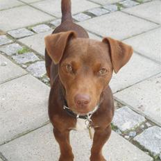 Jack russell terrier Simba