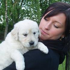 Golden retriever Kena