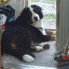 Berner sennenhund Setto