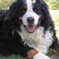 Berner sennenhund Setto