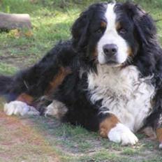 Berner sennenhund Setto