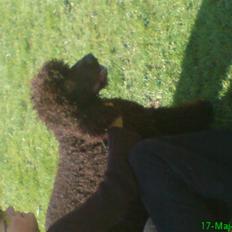 Irish water spaniel Famus crowd's musca