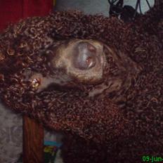 Irish water spaniel Famus crowd's musca