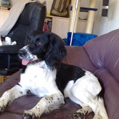 Blanding af racer Cirkeline