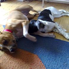 Blanding af racer Cirkeline