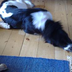 Blanding af racer Cirkeline