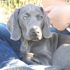 Weimaraner Keiko 