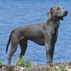 Weimaraner Keiko 