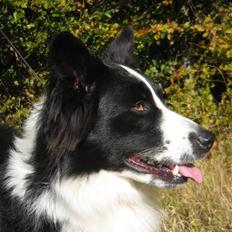 Blanding af racer Bounty