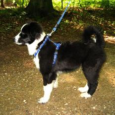 Blanding af racer Bounty