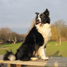 Blanding af racer Bounty