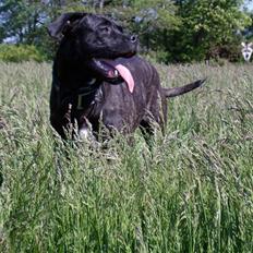 Cane corso Molly