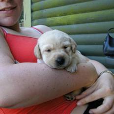 Labrador retriever Aygo