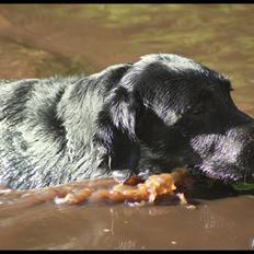 Labrador retriever Effi R.I.P