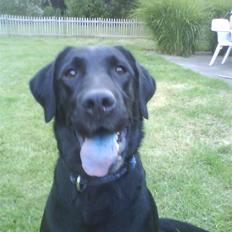 Labrador retriever Effi R.I.P