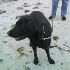 Labrador retriever Effi R.I.P