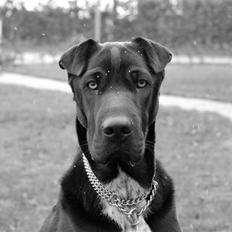 Blanding af racer Buddy