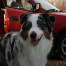 Australian shepherd PM Dumbledore in Disquise