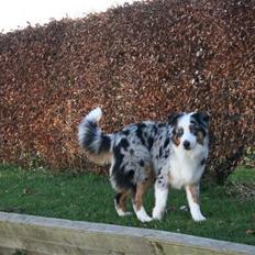 Australian shepherd PM Dumbledore in Disquise
