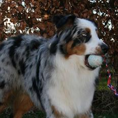 Australian shepherd PM Dumbledore in Disquise