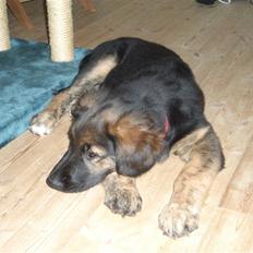 Blanding af racer Bailey