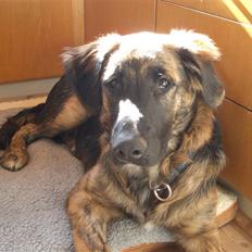 Blanding af racer Bailey