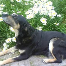 Blanding af racer Lady (død 07.01.08)