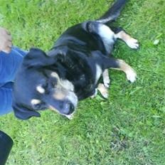 Blanding af racer Lady (død 07.01.08)