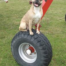 Blanding af racer     Laura Mops/Terrier (død)