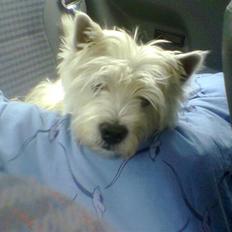 West highland white terrier Rolf