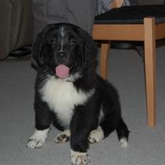 Newfoundlænder Troja