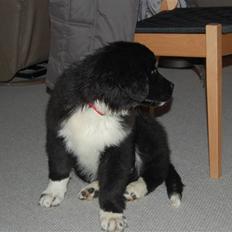 Newfoundlænder Troja