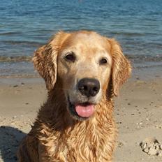Golden retriever Molly