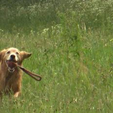 Golden retriever Molly