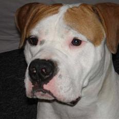 Blanding af racer Lupus