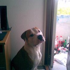 Blanding af racer Lupus