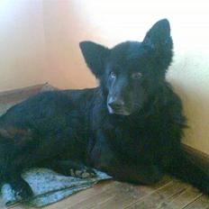 Blanding af racer BAMSE