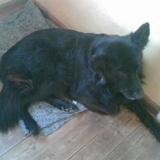 Blanding af racer BAMSE