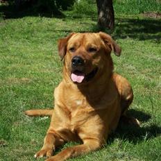 Blanding af racer Rottweiler/hyrdehund, Navn:bella
