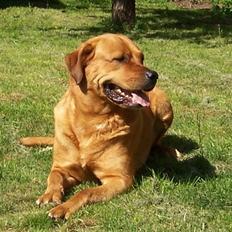 Blanding af racer Rottweiler/hyrdehund, Navn:bella