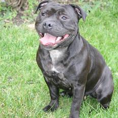 Staffordshire bull terrier Gucci