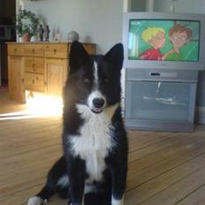 Karelsk bjørnehund Bianca Sonne 