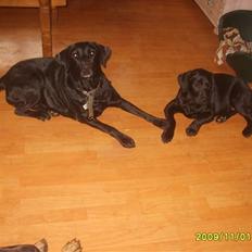 Labrador retriever Sandy.